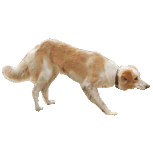 Boho Misty sheepdog icon