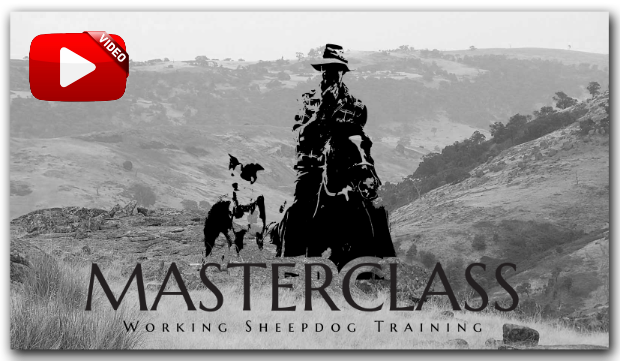 Masterclass Sheepdog Training Video